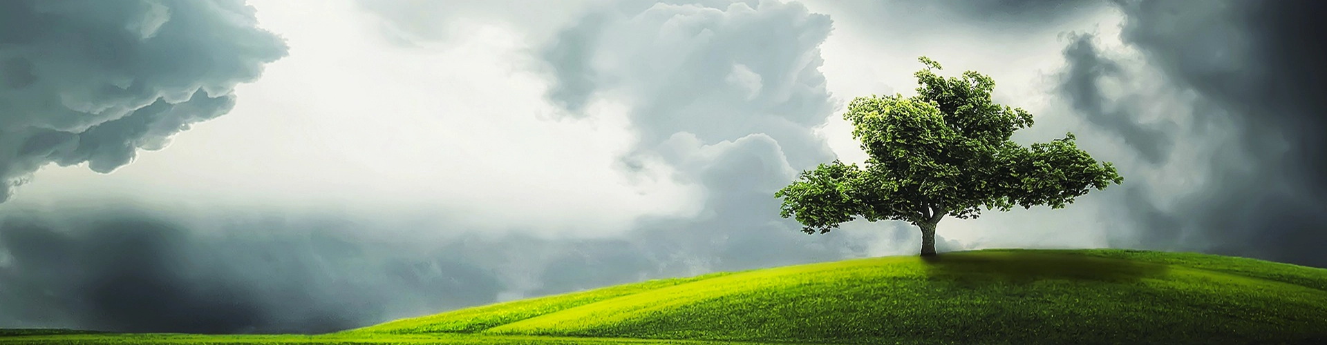 Arbre illuminé par un rayon de soleil, sous un ciel orageux