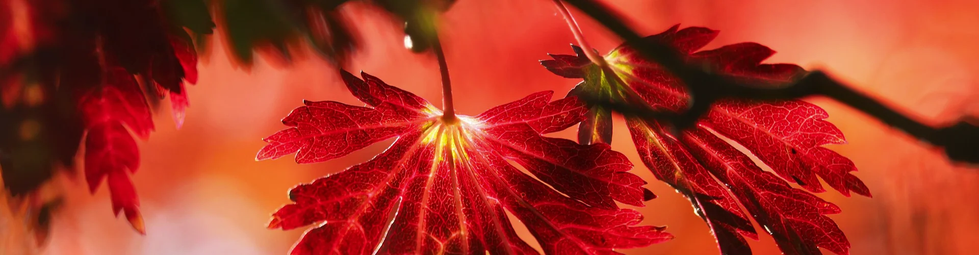 Deux feuilles d'arbre aux couleurs automnales brillant dans la lumière du soleil